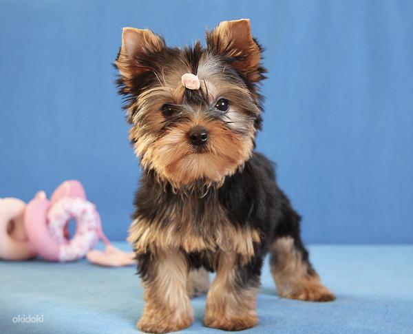 Yorkshire terrier girl and boy (foto #2)