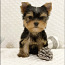Yorkshire terrier girl and boy (foto #4)