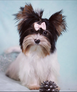 Mini biewer girl (1 foto / 3)