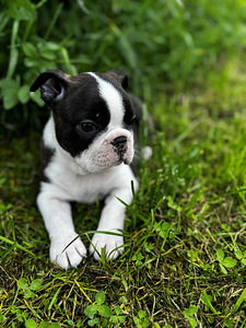 Boston Terrier (6 foto / 6)