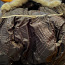 Müüa Salomoni talve mantel, suurus S (foto #3)