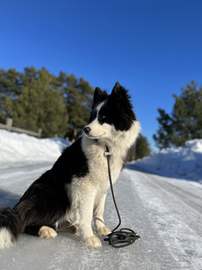 Jakuudi huskyd on heades kätes (2 foto / 4)