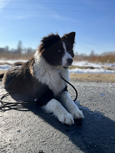 Jakuudi huskyd on heades kätes (4 foto / 4)