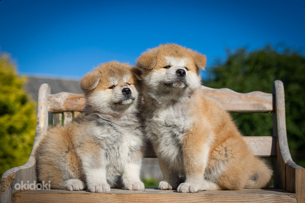 Akita Inu (foto #3)