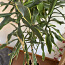 Крупное комнатное растение Драцена Рефлекса (фото #2)