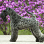 Kerry blue terrier (фото #2)