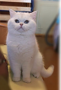 Briti kass. British cat. Silver shaded chinchilla. (7 foto / 10)