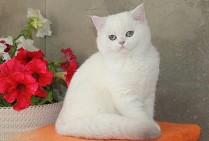 Briti kass. British cat. Silver shaded chinchilla. (4 foto / 10)