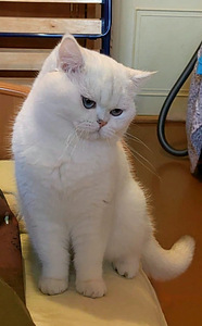 Briti kass. British cat. Silver shaded chinchilla. (8 foto / 10)