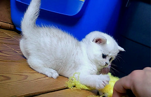Briti kassipoeg / British kitten, silver shaded chinchilla (1 foto / 10)
