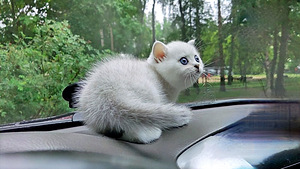 Briti kassipoeg / British kitten, silver shaded chinchilla (8 foto / 10)