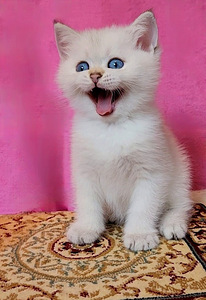 Brittiläinen poikakissanpentu, hopeashinshilla BRI ns11 (3 valokuva sivusta 5)