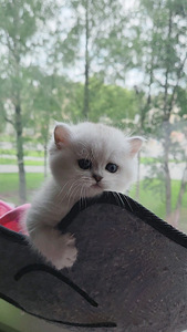 Британский короткошерстный котенок BRI ns 11. Девочка. (9 фото из 10)