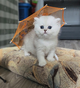 Британский короткошерстный котенок BRI ns 11. Девочка. (5 фото из 10)