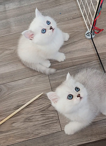 Британские котята серебристой шиншиллы