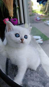 Британский котенок. Девочка. (3 фото из 10)