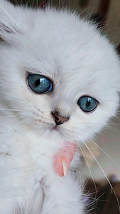 Briti kassipoeg isane. silver chinchilla BRI ns11 (8 foto / 8)
