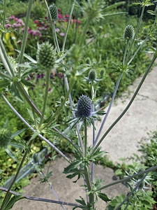 Синеголовник ,Eryngium (1 фото из 5)