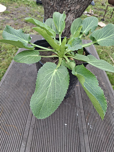 Синеголовник ,Eryngium (3 фото из 5)