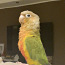 Попугай Пиррура (фото #1)