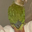 Попугай Пиррура (фото #2)