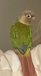 Pyrrura papagoi (2 foto / 3)
