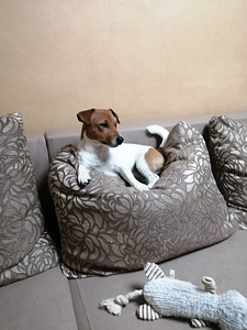 Jack russell otsib pruuti (3 foto / 4)