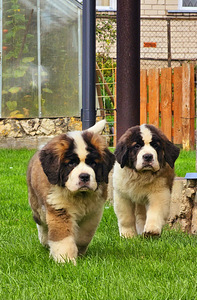 SaintBernard Puppy (2 foto no 6)