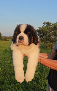 SaintBernard Puppy (6 foto no 6)