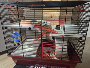 Süüria hamster (1 foto / 3)