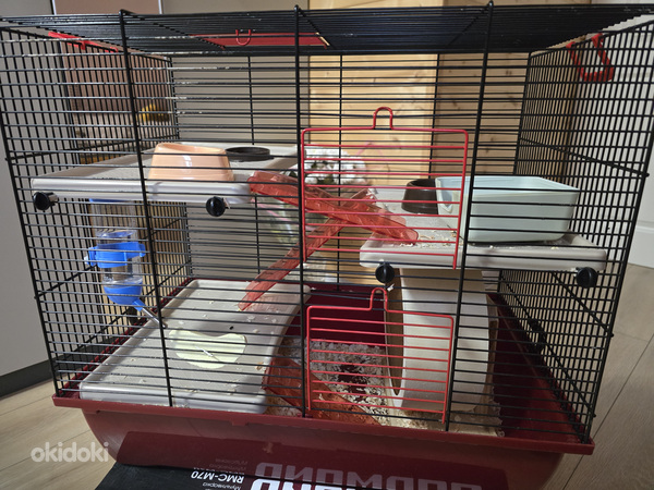 Süüria hamster