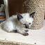 Продать сиамского котенка | (фото #3)