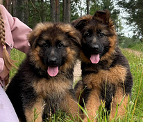 Щенки немецкой длинношерстной овчарки