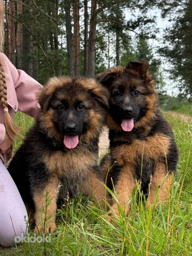 Щенки немецкой длинношерстной овчарки