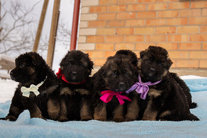 Щенки немецкой длинношерстной овчарки (2 фото из 9)