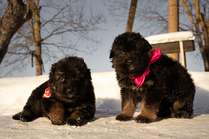 Щенки немецкой длинношерстной овчарки (9 фото из 9)