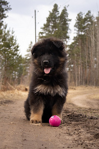 Щенки немецкой длинношерстной овчарки (1 фото из 10)