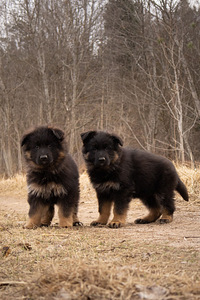 Щенки немецкой длинношерстной овчарки (2 фото из 10)