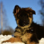 Ilgaplaukiai vokiečių aviganio šuniukai (nuotrauka #2)