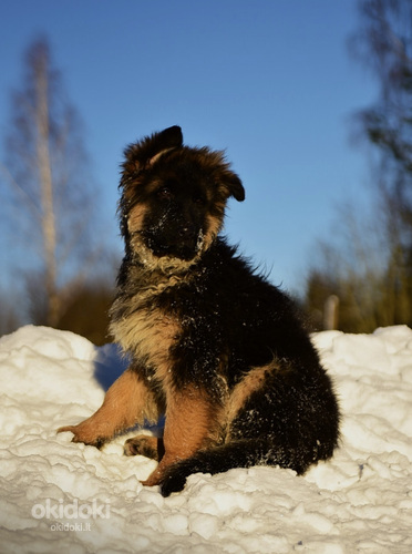 Ilgaplaukiai vokiečių aviganio šuniukai (nuotrauka #6)