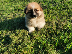 Welsh Corgi Pembroke (1 foto / 5)