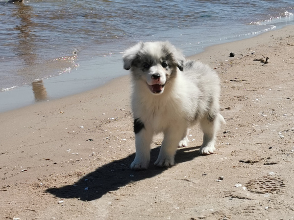 Bordercollie kutsikad