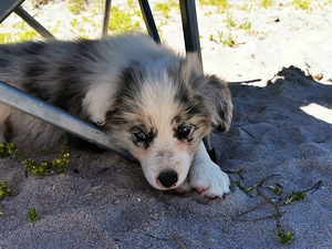 Bordercollie kutsikad (3 foto / 7)