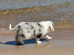 Bordercollie kutsikad (7 foto / 7)