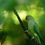 Ожереловый попугай - зеленый (фото #3)