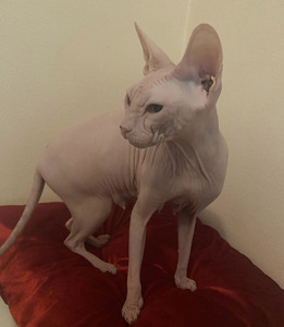 Sphynx