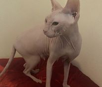 Sphynx