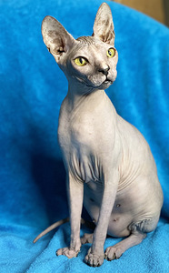 Sphynx