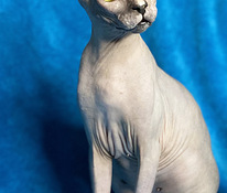 Sphynx