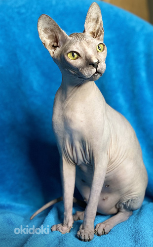 Sphynx (valokuva #1)